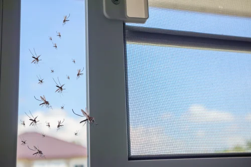 types of mosquito nets