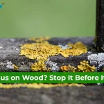Fungus On Wood