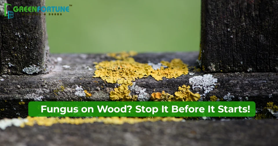 Fungus On Wood