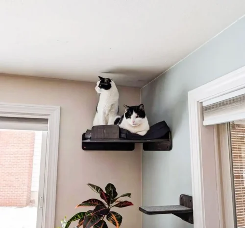 Best Indoor Pet Space Design for Dogs, Cats & More