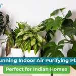 10 Best Indoor Air Purifying Plants for Modern Indian Homes