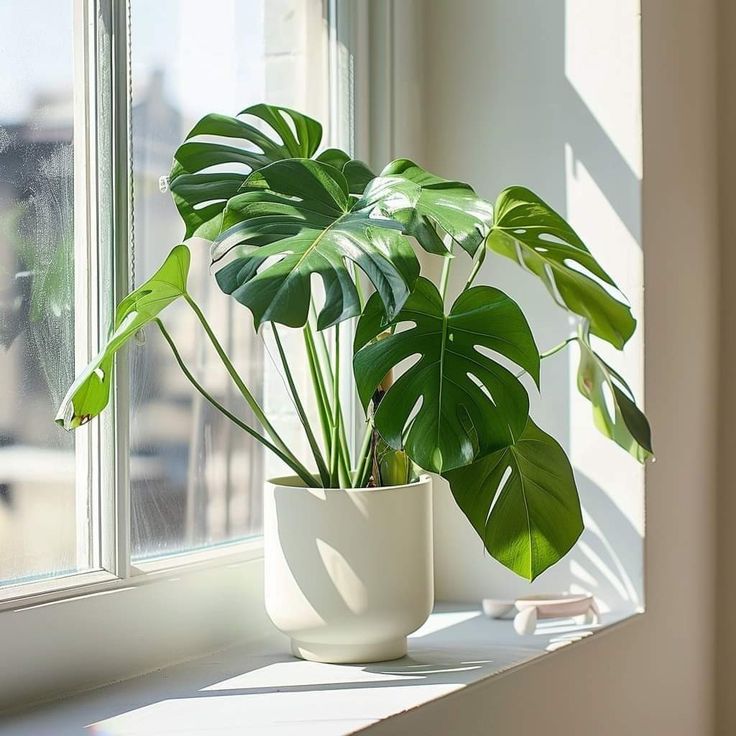 How do I use plants for sustainable home decor
